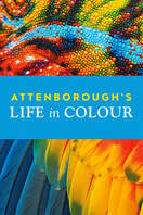 Poster of Attenborough's Life in Colour